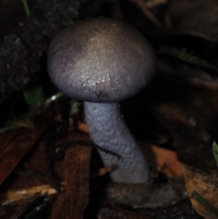 Cortinarius sp. (Cortinarius) at BA124 - 30 Jun 2024 by Bushrevival