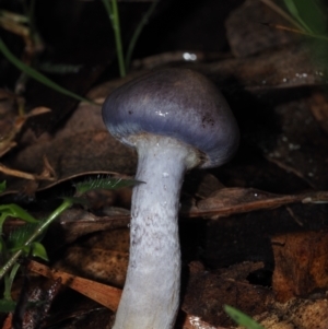 Cortinarius sp. at BA124 - 30 Jun 2024 10:57 AM
