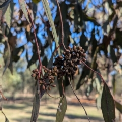 Eucalyptus microcarpa (Grey Box, Narrow-leaved Box) at Ringwood Tank - 30 Jun 2024 by Darcy