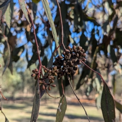 Eucalyptus microcarpa (Grey Box, Narrow-leaved Box) at Ringwood Tank - 30 Jun 2024 by Darcy