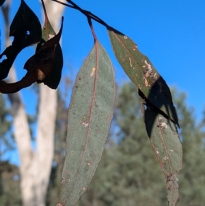 Eucalyptus microcarpa at Ringwood Tank - 30 Jun 2024