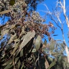 Eucalyptus microcarpa at Ringwood Tank - 30 Jun 2024