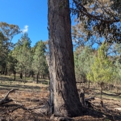 Eucalyptus microcarpa at Ringwood Tank - 30 Jun 2024