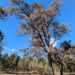 Eucalyptus microcarpa at Ringwood Tank - 30 Jun 2024