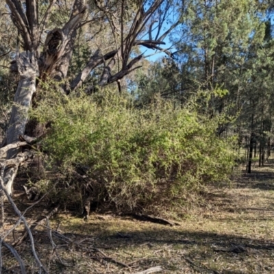 Lycium ferocissimum (African Boxthorn) at Ringwood Tank - 30 Jun 2024 by Darcy