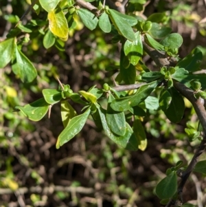 Lycium ferocissimum at Ringwood Tank - 30 Jun 2024