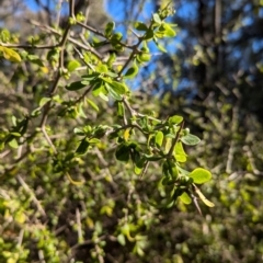 Lycium ferocissimum at Ringwood Tank - 30 Jun 2024