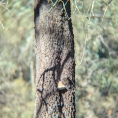 Cormobates leucophaea (White-throated Treecreeper) at Ringwood Tank - 30 Jun 2024 by Darcy