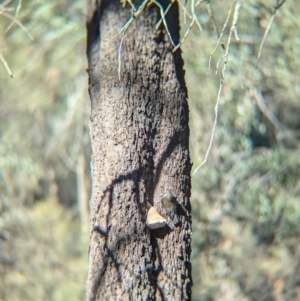 Cormobates leucophaea at Ringwood Tank - 30 Jun 2024