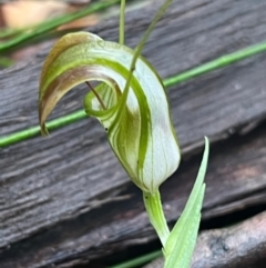 Pterostylis grandiflora at Ulladulla Wildflower Reserve - 30 Jun 2024 by Clarel