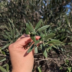 Olea europaea (Common Olive) at Ringwood Tank - 30 Jun 2024 by Darcy