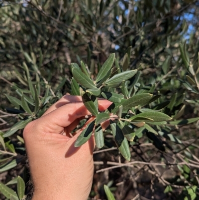 Olea europaea (Common Olive) at Ringwood Tank - 30 Jun 2024 by Darcy