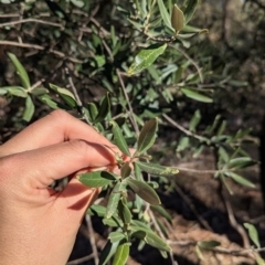 Olea europaea at Ringwood Tank - 30 Jun 2024 01:37 PM