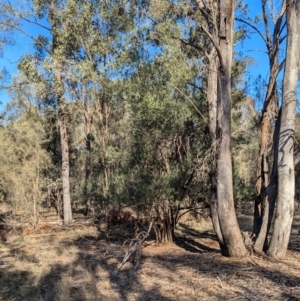 Olea europaea at Ringwood Tank - 30 Jun 2024 01:37 PM