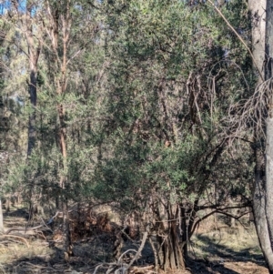 Olea europaea at Ringwood Tank - 30 Jun 2024 01:37 PM