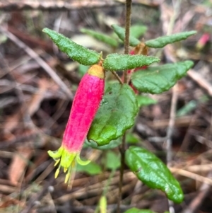 Correa reflexa at Ulladulla Wildflower Reserve - 30 Jun 2024