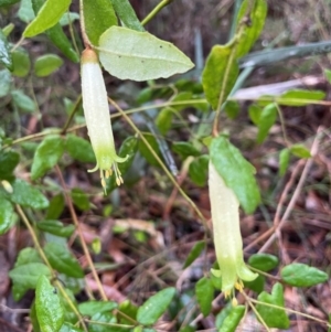 Correa reflexa at Ulladulla Wildflower Reserve - 30 Jun 2024