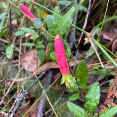 Correa reflexa at Ulladulla Wildflower Reserve - 30 Jun 2024