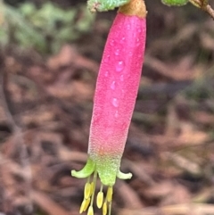 Correa reflexa at Ulladulla Wildflower Reserve - 30 Jun 2024 03:03 PM