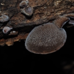 Auricularia cornea (Auricularia cornea) at BA124 - 30 Jun 2024 by Bushrevival