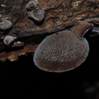 Auricularia cornea (Auricularia cornea) at BA124 - 30 Jun 2024 by Bushrevival