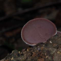 Auricularia cornea at BA124 - 30 Jun 2024 11:04 AM