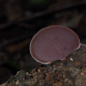 Auricularia cornea at BA124 - 30 Jun 2024