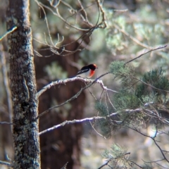 Petroica goodenovii (Red-capped Robin) at Ringwood Tank - 30 Jun 2024 by Darcy