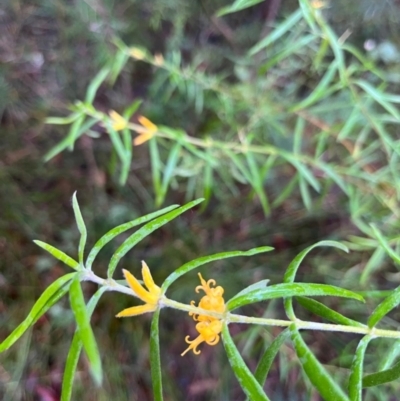 Persoonia mollis at Ulladulla Wildflower Reserve - 30 Jun 2024 by Clarel