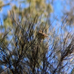 Acanthiza nana (Yellow Thornbill) at Ringwood Tank - 30 Jun 2024 by Darcy