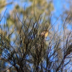 Acanthiza nana at Ringwood Tank - 30 Jun 2024