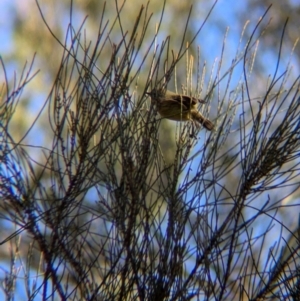 Acanthiza nana at Ringwood Tank - 30 Jun 2024