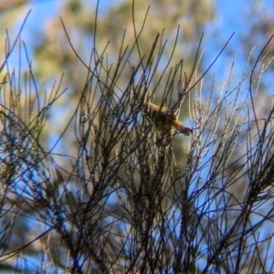 Acanthiza nana at Ringwood Tank - 30 Jun 2024