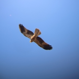 Haliastur sphenurus at Ringwood Tank - 30 Jun 2024 01:50 PM