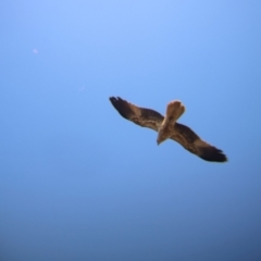 Haliastur sphenurus at Ringwood Tank - 30 Jun 2024 01:50 PM