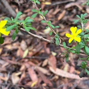 Hibbertia linearis at Ulladulla Wildflower Reserve - 30 Jun 2024 03:50 PM