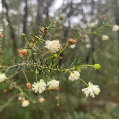 Acacia ulicifolia at Ulladulla Wildflower Reserve - 30 Jun 2024 by Clarel