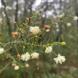 Acacia ulicifolia at Ulladulla Wildflower Reserve - 30 Jun 2024