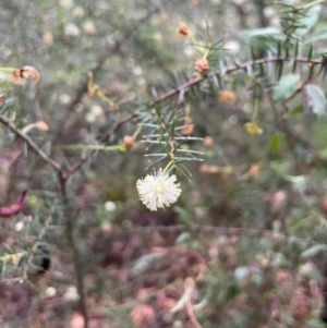 Acacia ulicifolia at Ulladulla Wildflower Reserve - 30 Jun 2024