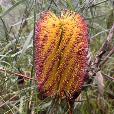 Banksia spinulosa var. spinulosa (Hairpin Banksia) at Ulladulla Wildflower Reserve - 30 Jun 2024 by Clarel
