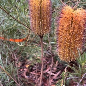 Banksia spinulosa var. spinulosa at Ulladulla Wildflower Reserve - 30 Jun 2024 02:53 PM