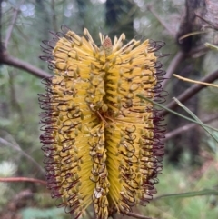 Banksia spinulosa var. spinulosa at Ulladulla Wildflower Reserve - 30 Jun 2024 02:53 PM