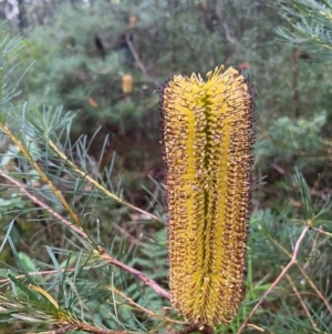 Banksia spinulosa var. spinulosa at Ulladulla Wildflower Reserve - 30 Jun 2024