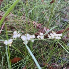 Acacia suaveolens (Sweet Wattle) at Ulladulla Wildflower Reserve - 30 Jun 2024 by Clarel