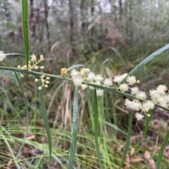 Acacia suaveolens at Ulladulla Wildflower Reserve - 30 Jun 2024