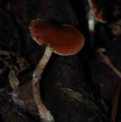 Leratiomyces ceres (Red Woodchip Fungus) at BA124 - 30 Jun 2024 by Bushrevival