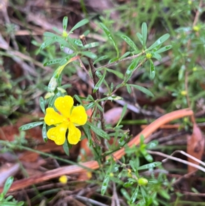 Hibbertia linearis at Ulladulla Wildflower Reserve - 30 Jun 2024 by Clarel