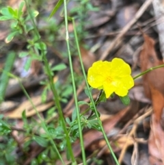 Hibbertia linearis at Ulladulla Wildflower Reserve - 30 Jun 2024 02:56 PM