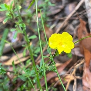 Hibbertia linearis at Ulladulla Wildflower Reserve - 30 Jun 2024 02:56 PM