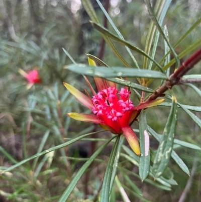 Lambertia formosa (Mountain Devil) at Ulladulla Wildflower Reserve - 30 Jun 2024 by Clarel